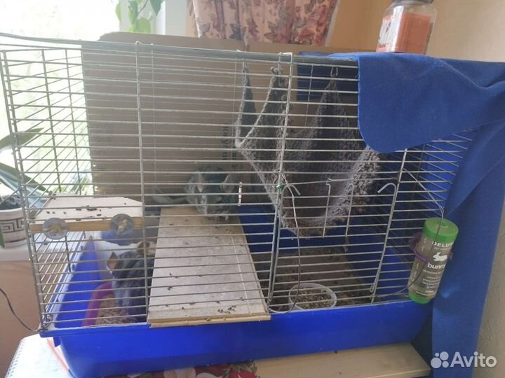 Семья 2 шиншиллы с клеткой