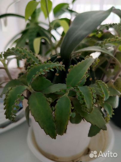 Алоэ,каланхоэ,кактусы, фикусы