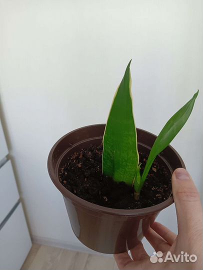 Сансевиерия