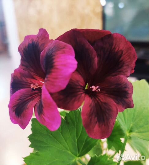 Сортовая королевская пеларгония