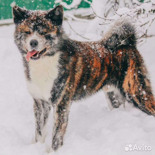 Акиты Ину Вязка