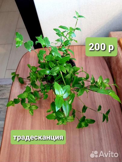 Комнатные растения