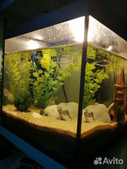 Аквариум