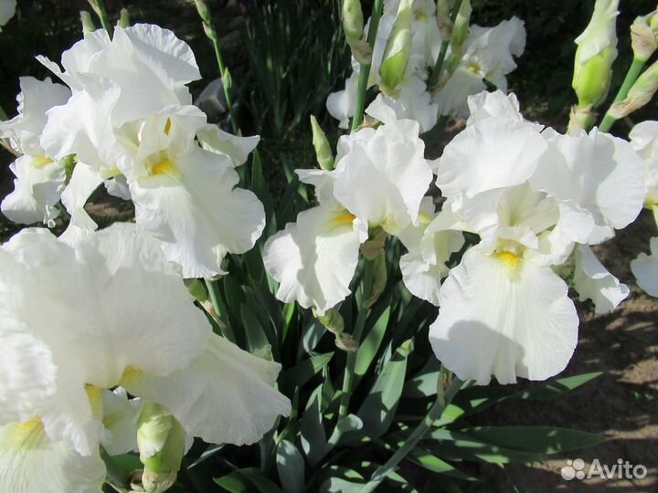 Цветов всегда мало