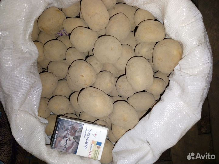 Картофель Гала