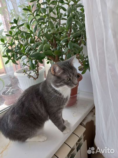 Передержка кошек