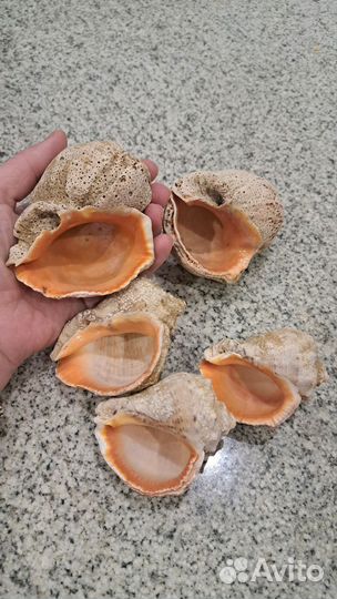 Ракушка рапан, 5шт