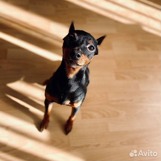 Вязка, продажа щенков