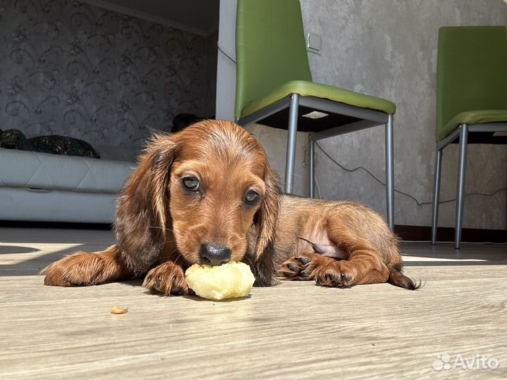 Кроличья д/ш такса