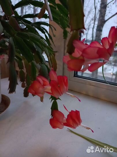 Декабрист-укоренённые отростки