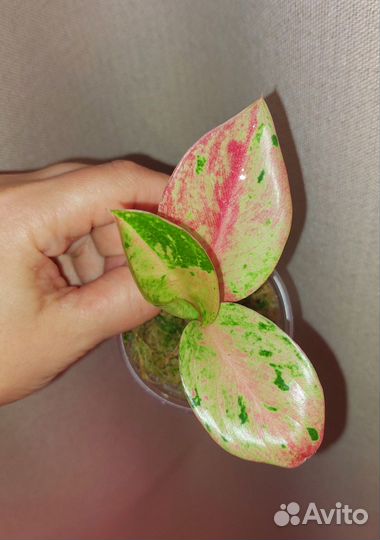 Аглаонема pink emerald детки