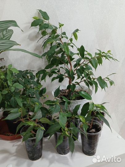 Фикус бенджамина