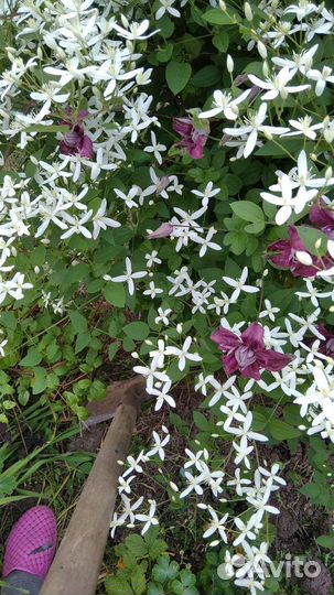 Клематисы, хосты