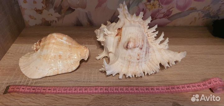 Морские ракушки раковины