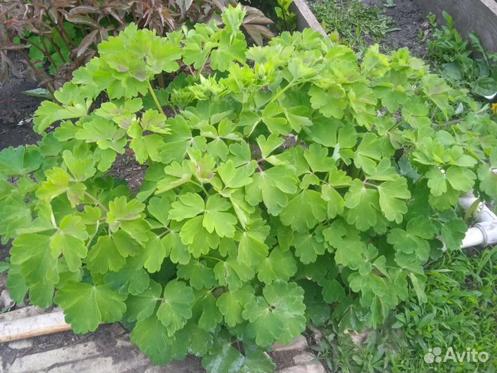 Цветы первоцветы