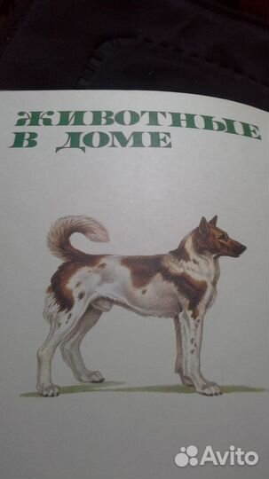 Энциклопедия животные В доме москва 1994г