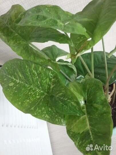 Сингониумы сортовые