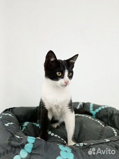 Котенок мальчик