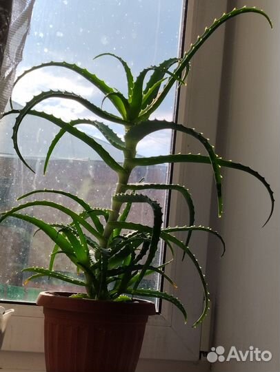 Алоэ 2-летний