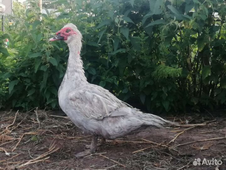 Мускусные утки лаванда