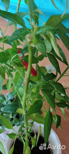 Перец горький