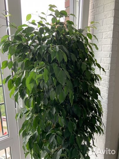 Живой цветок в горшке Фикус Бенджамина Даниэль