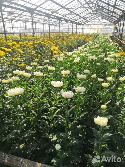 Хризантемы