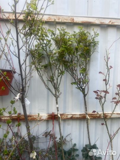 Роза на штамбе 1,5 м