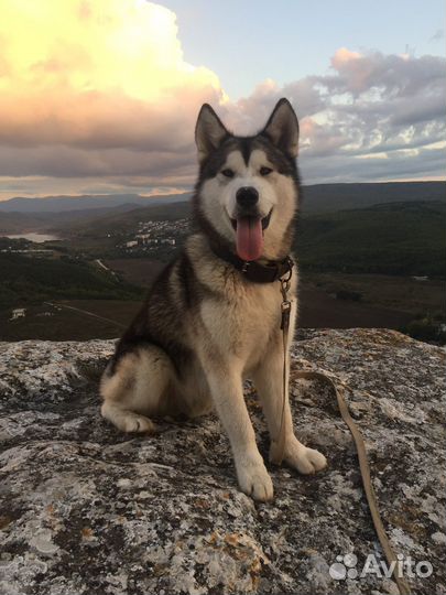 Аляскинский маламут вязка