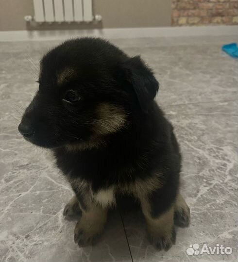 Щенки помесь овчарка с хаски