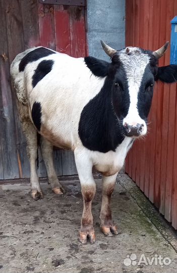 Тёлочки и бычок