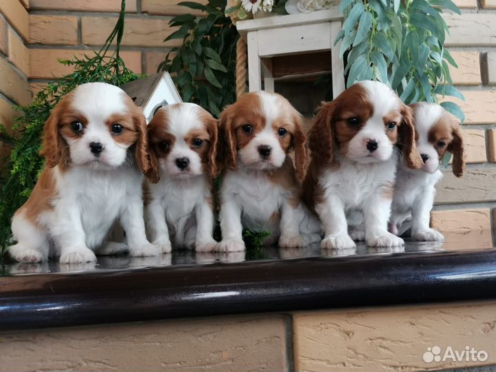 Кавалер кинг чарльз спаниель