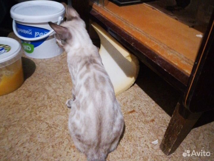Котята бенгалы