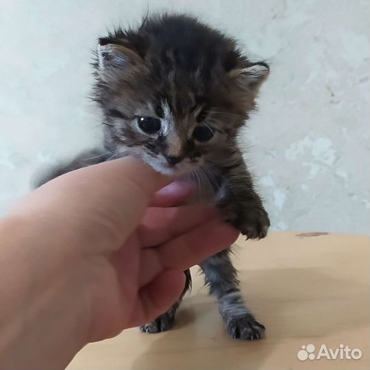 Котенок мальчик 1 месяц бесплатно