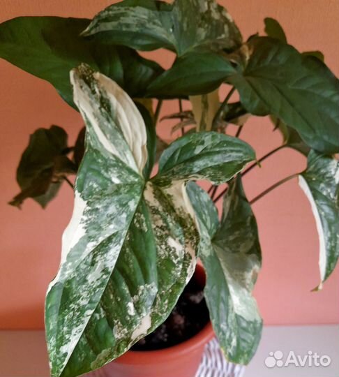 Сингониумы White Butterfly, Imperial White