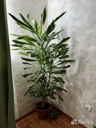Пальма драцена