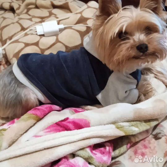 Вязка,Йоркширский терьер