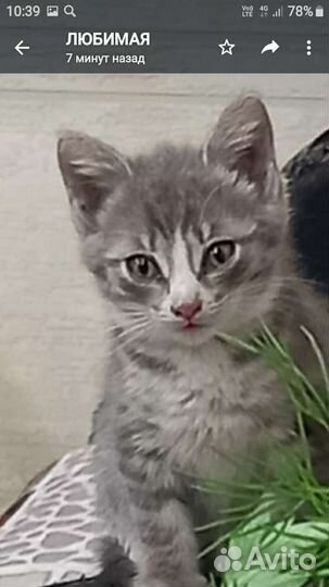 Сибирская кошка