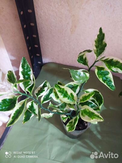 Педилантус