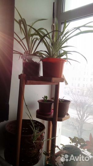 Гиппиаструм