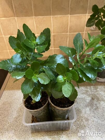 Комнатные цветы