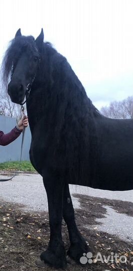 Фризские лошади