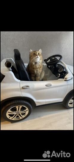 Породистая кошка