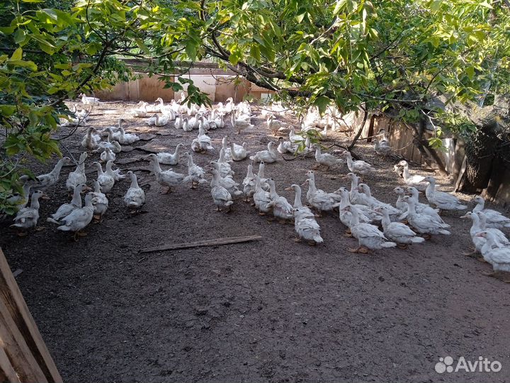 Утки муларды