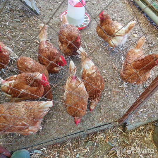 Куры несушки
