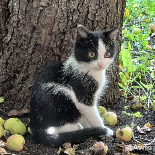 Котёнок девочка в дар