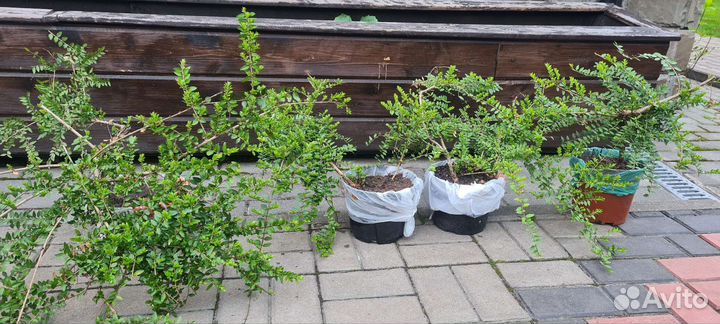 Жимолость блестящая, дёрен флавирамеа, скумпия