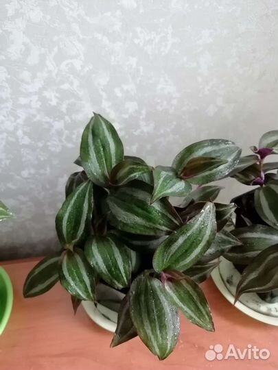 Традесканция зебрина