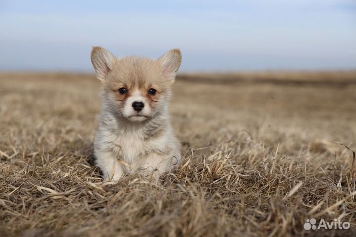 Вельш корги пемброк