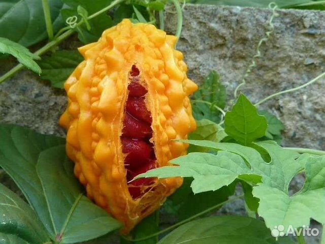 Мимоза стыдливая семена